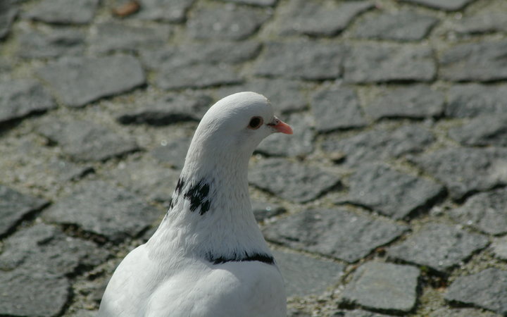 Taube auf Pflaster