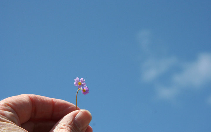 Hand mit Blume - CC BY http://www.flickr.com/photos/katerha/4531223689/sizes/z/in/photostream/