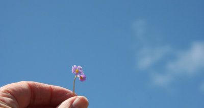 Hand mit Blume - CC BY http://www.flickr.com/photos/katerha/4531223689/sizes/z/in/photostream/