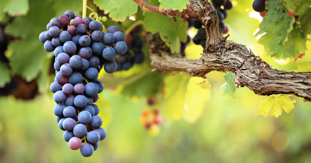 Alten Wein In Neuen Schläuchen "Neuer Wein in alten Schläuchen" – Evangelische Akademie zu Berlin